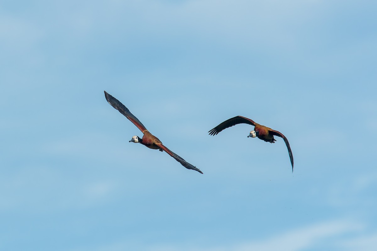 White-faced Whistling-Duck - ML646669885