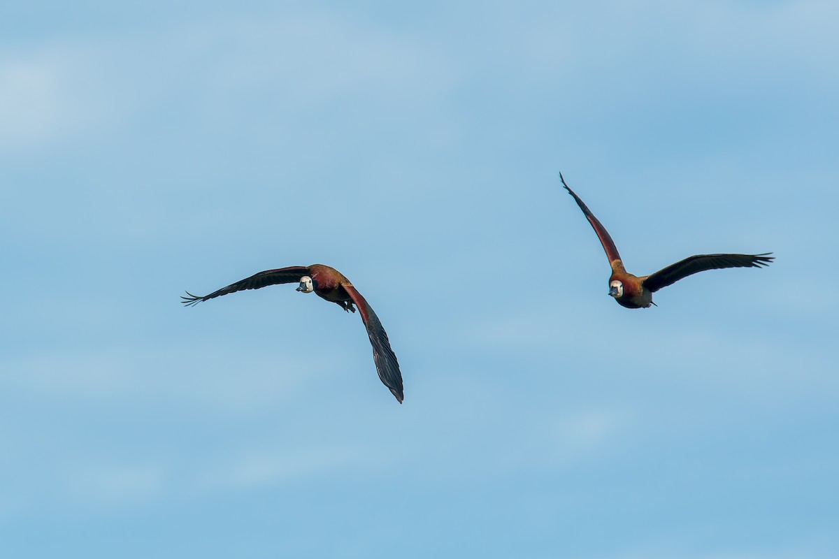 White-faced Whistling-Duck - ML646669886