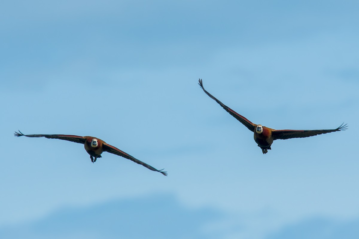 White-faced Whistling-Duck - ML646669888