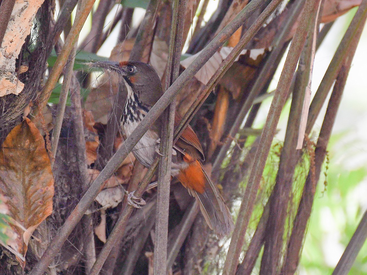 Black-necklaced Scimitar-Babbler - ML646669890