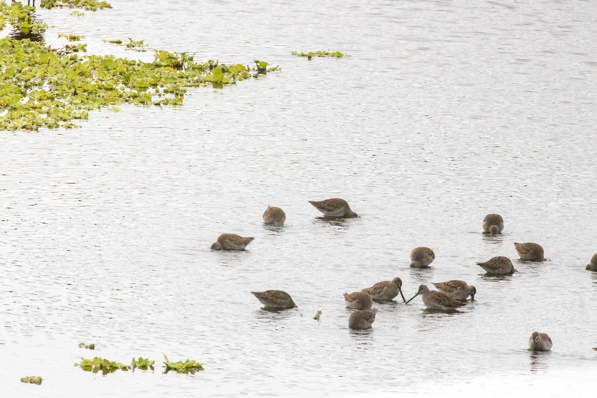Long-billed Dowitcher - ML646669891