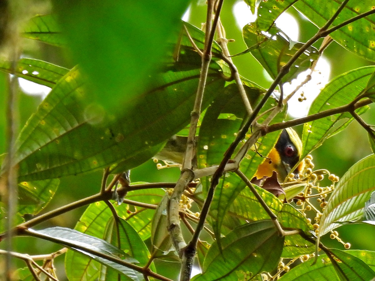 Goldbartvogel - ML646669895