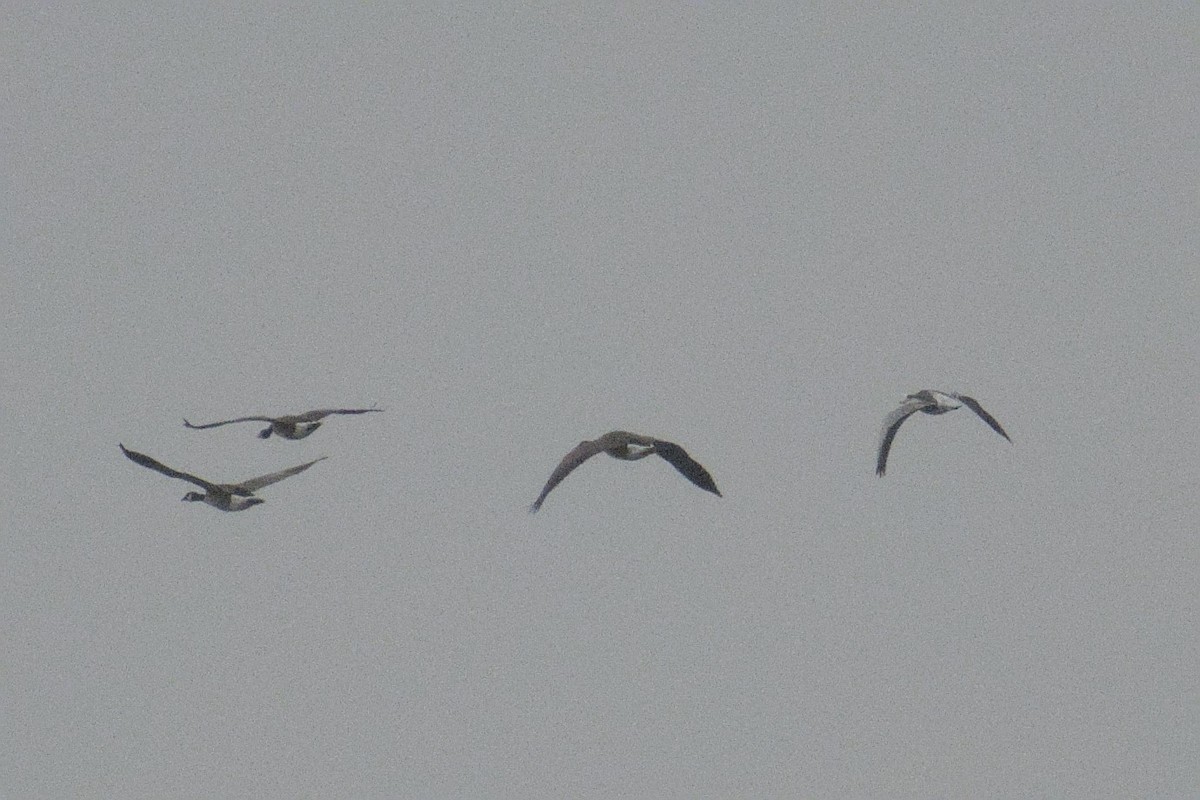 ハクガン - ML646669896