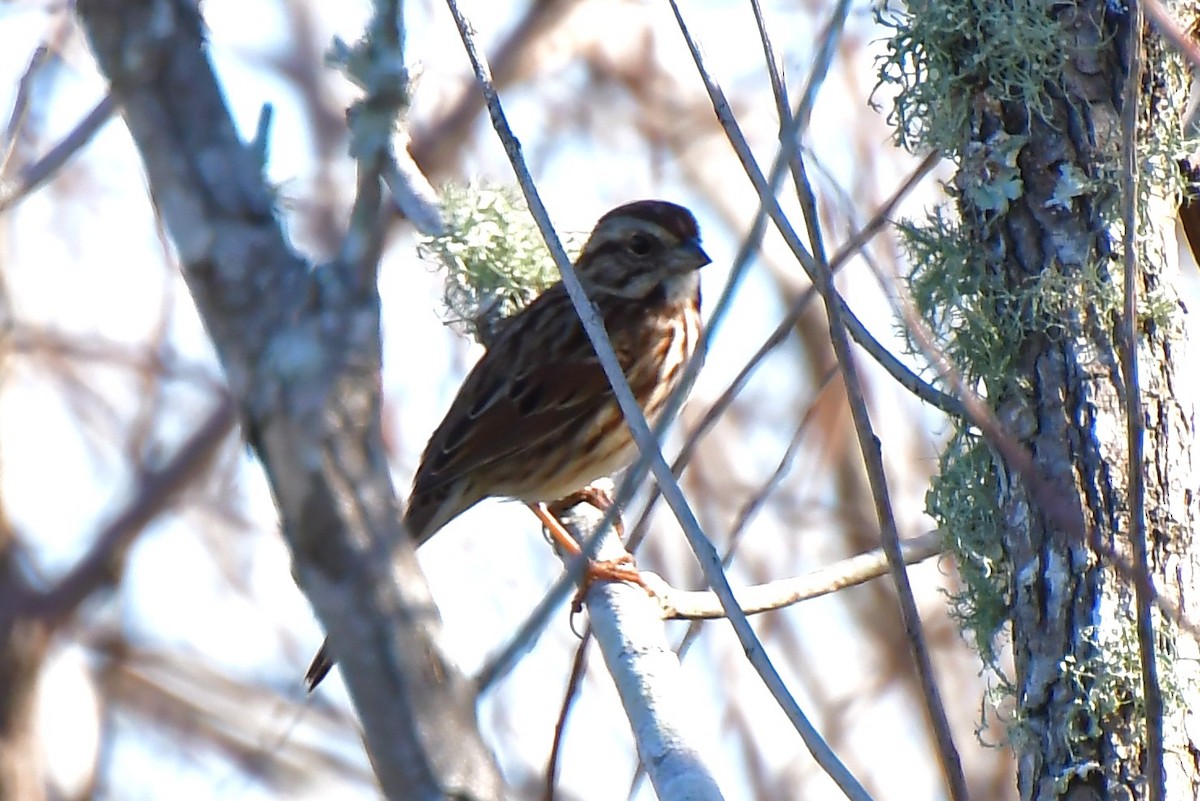 Song Sparrow - ML646669898
