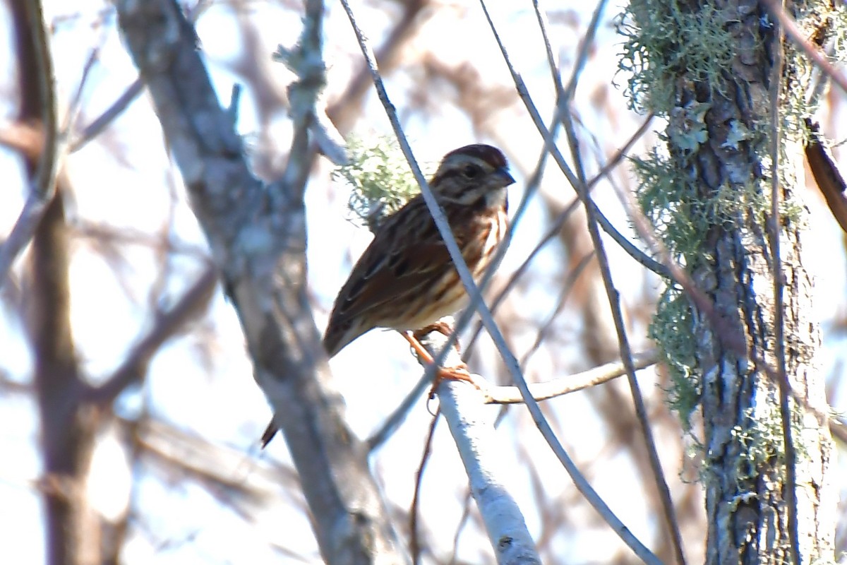 Song Sparrow - ML646669899