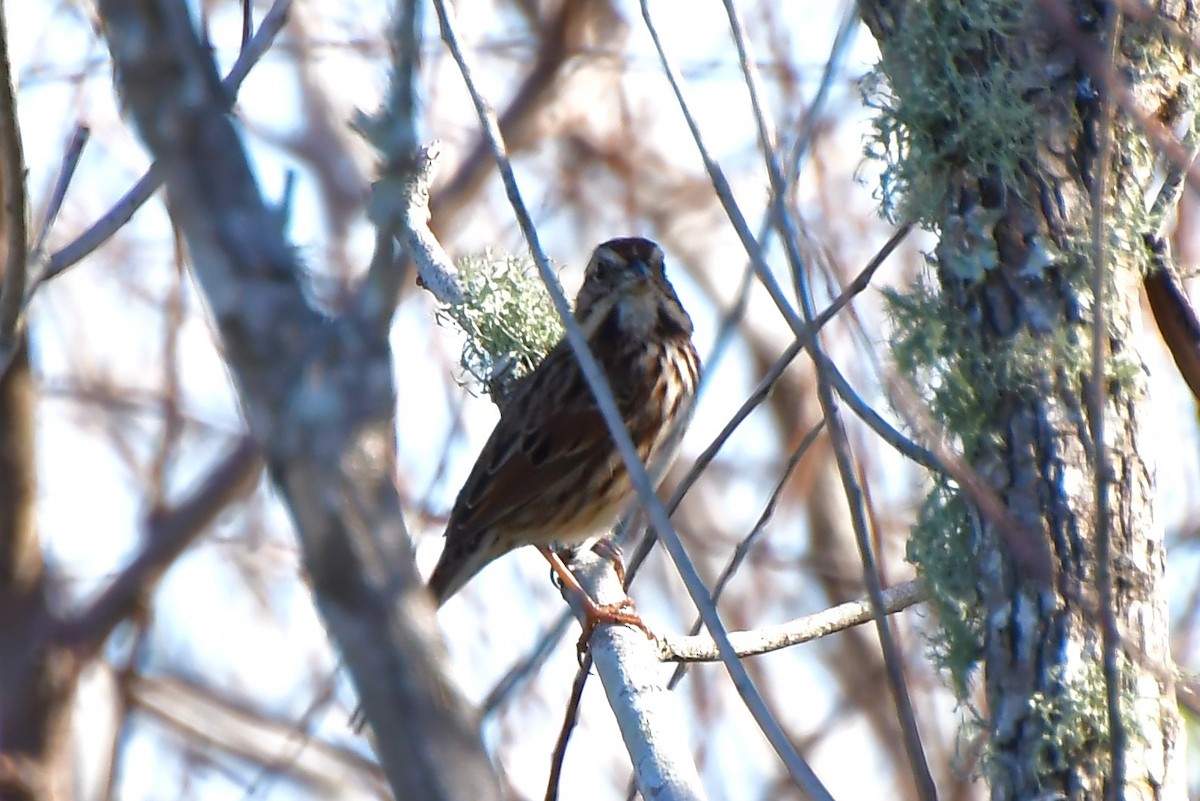 Song Sparrow - ML646669900