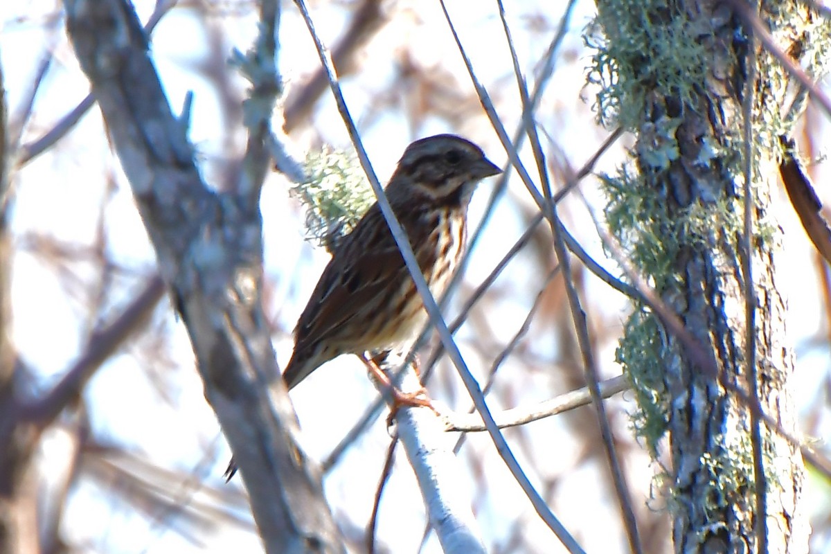 Song Sparrow - ML646669901