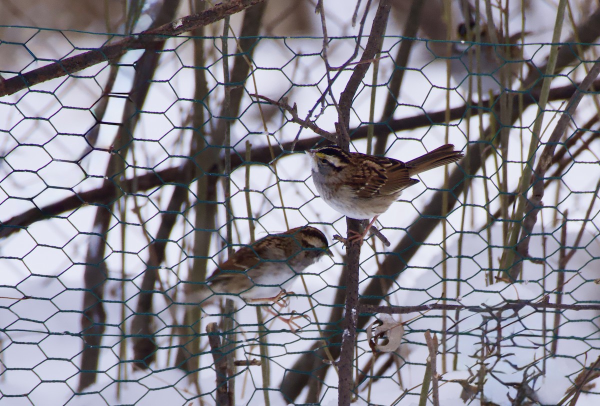 White-throated Sparrow - ML646669908