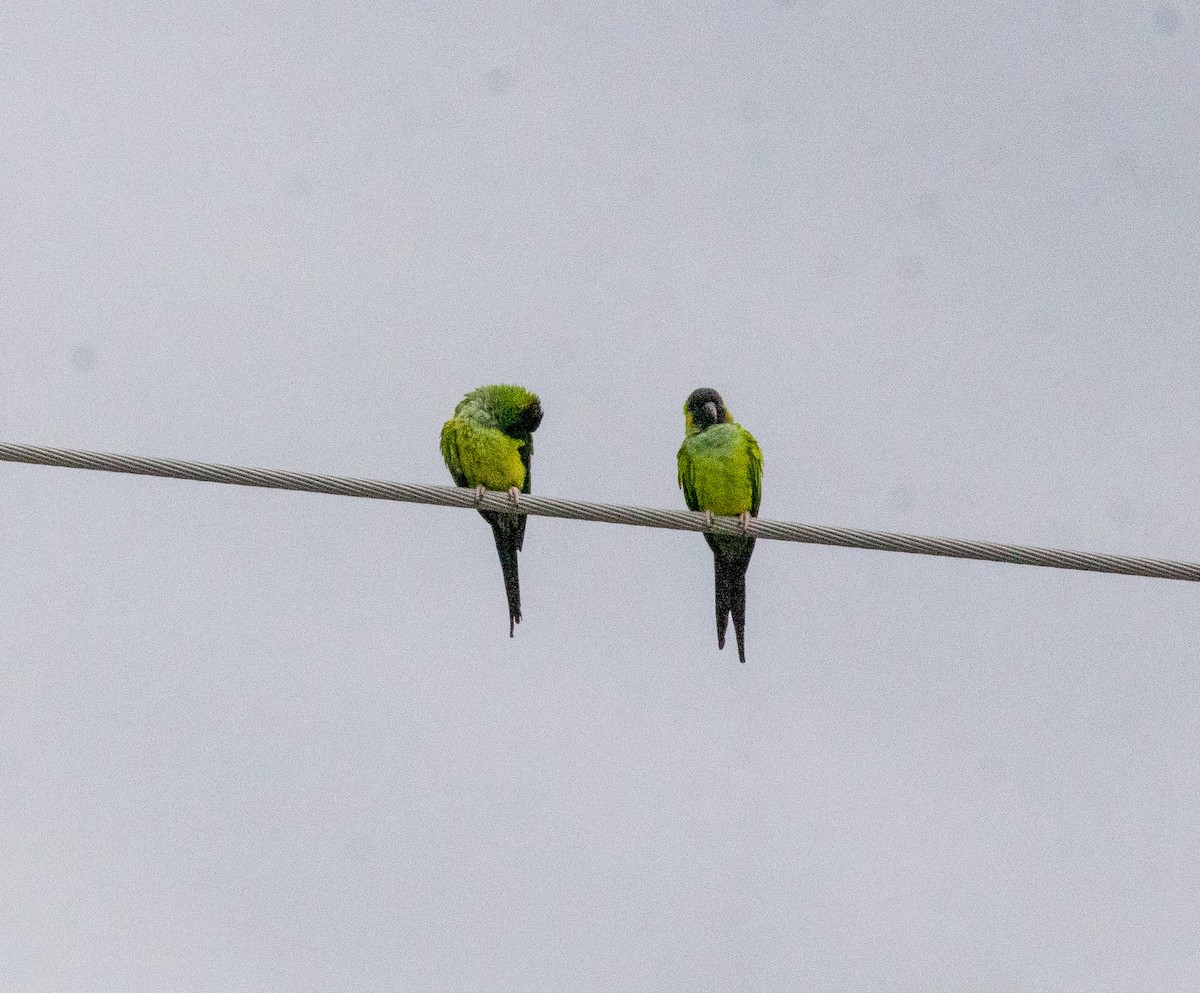 Nanday Parakeet - ML646669914