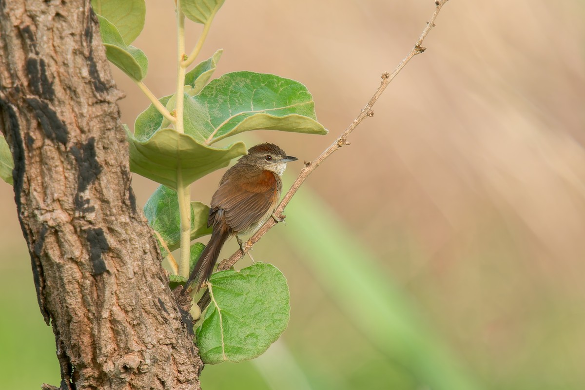 Pale-breasted Spinetail - ML646669915