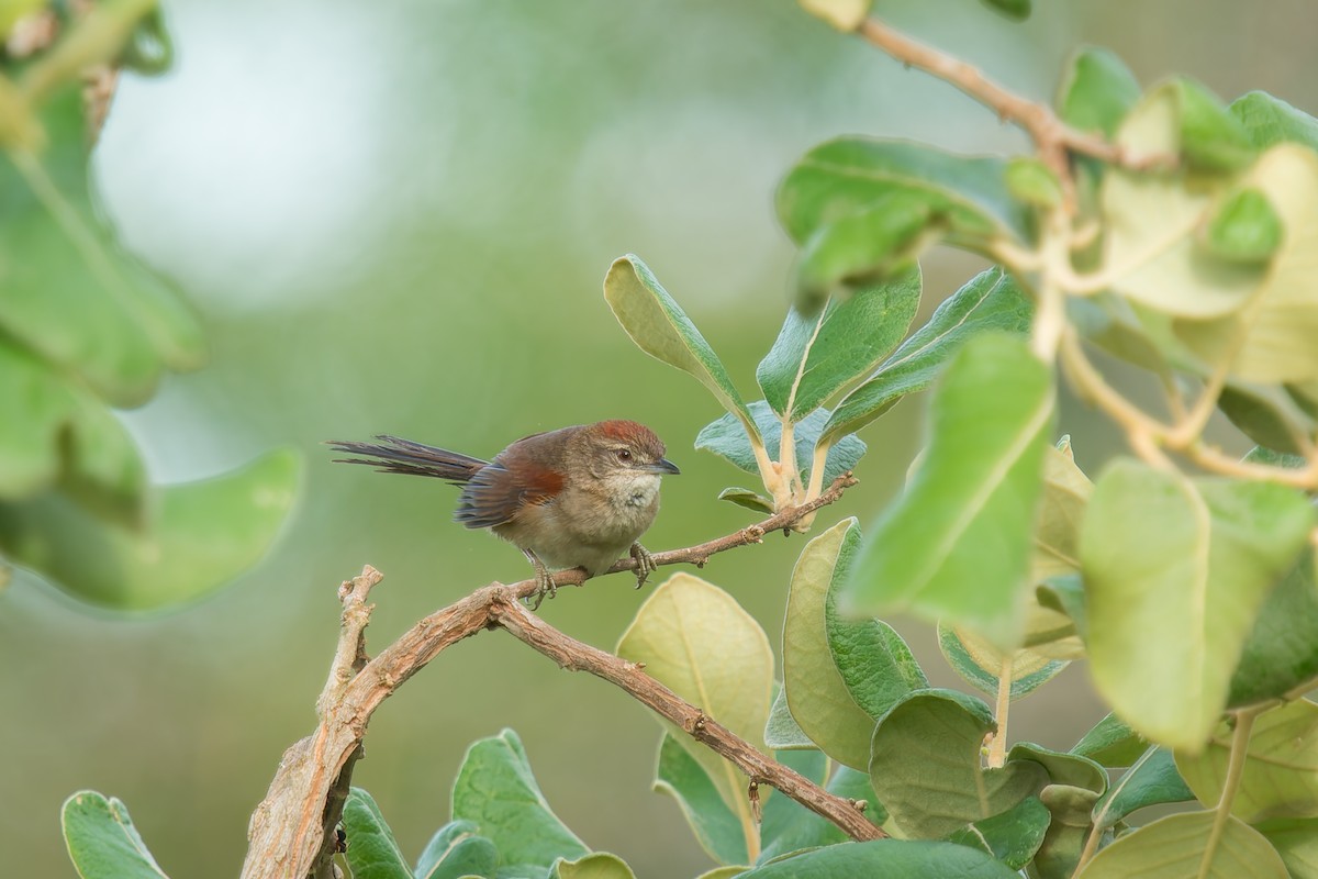 Pale-breasted Spinetail - ML646669916