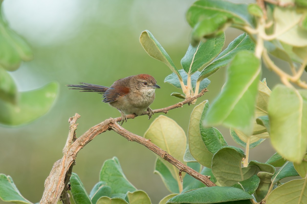 Pale-breasted Spinetail - ML646669917