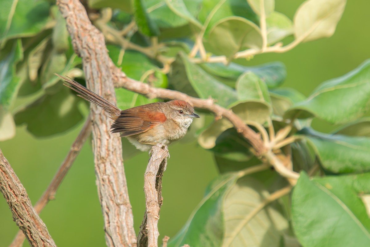 Pale-breasted Spinetail - ML646669918