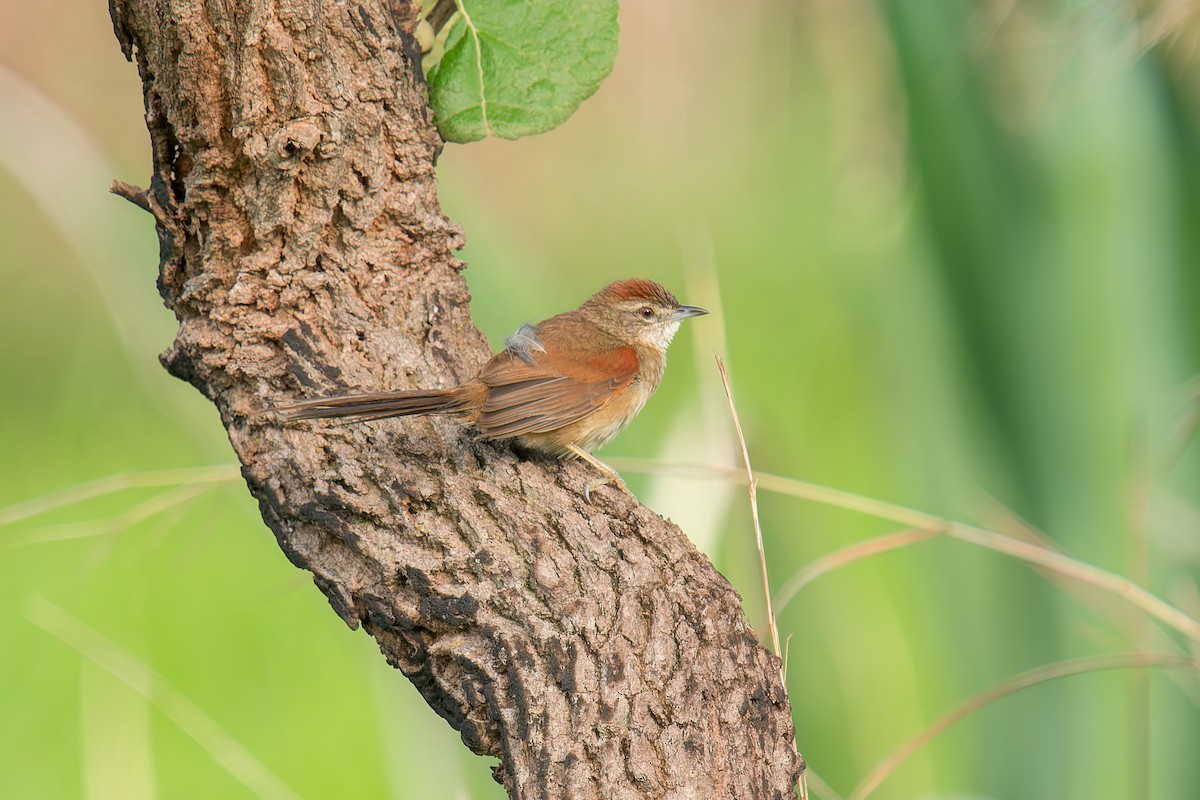 Pale-breasted Spinetail - ML646669919