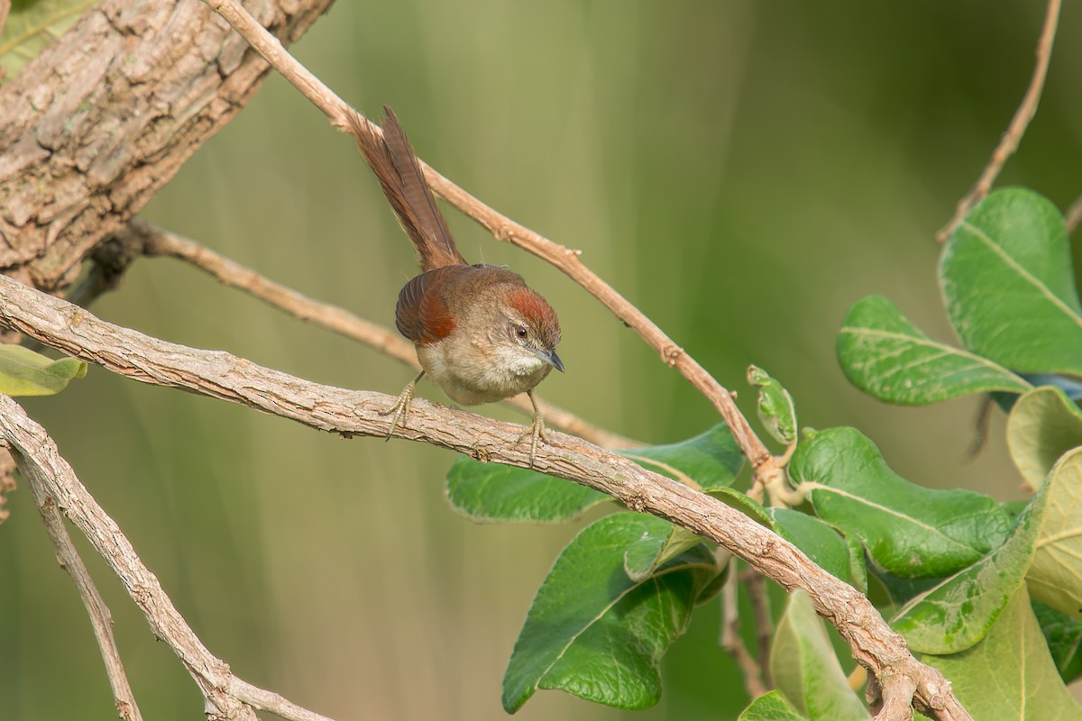 Pale-breasted Spinetail - ML646669920
