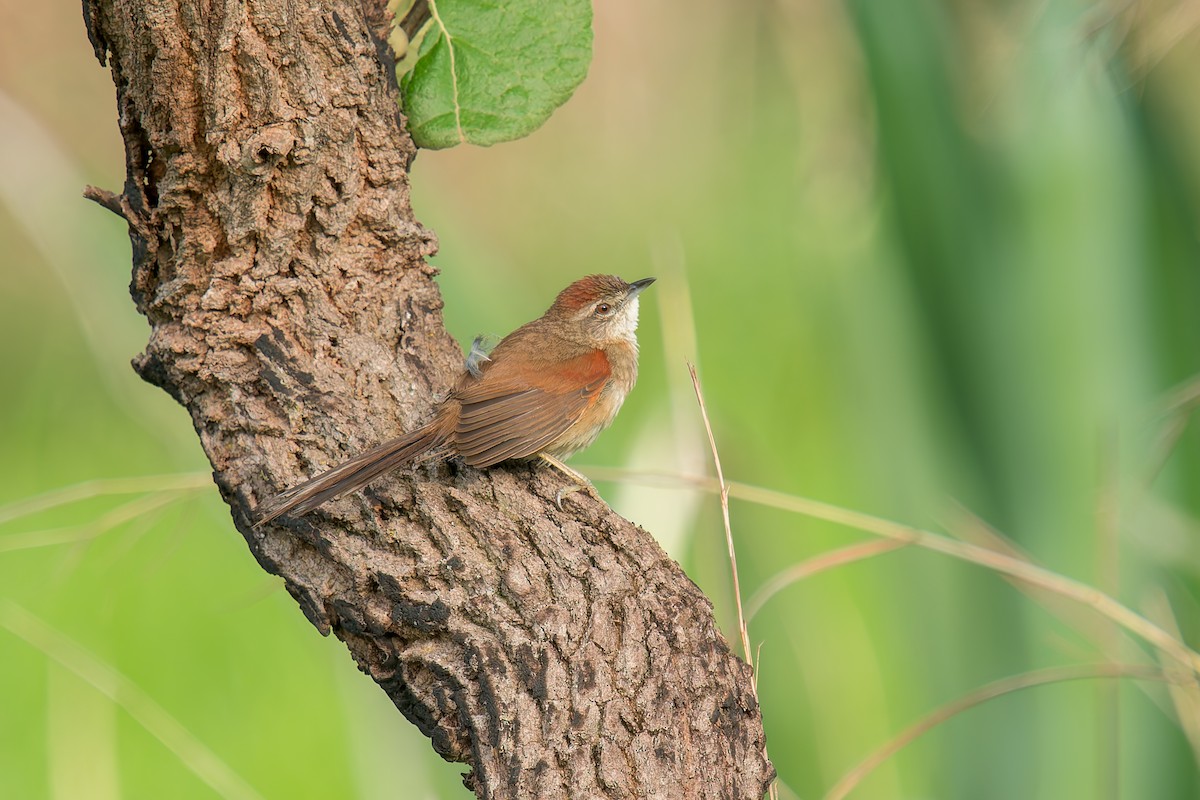 Pale-breasted Spinetail - ML646669921