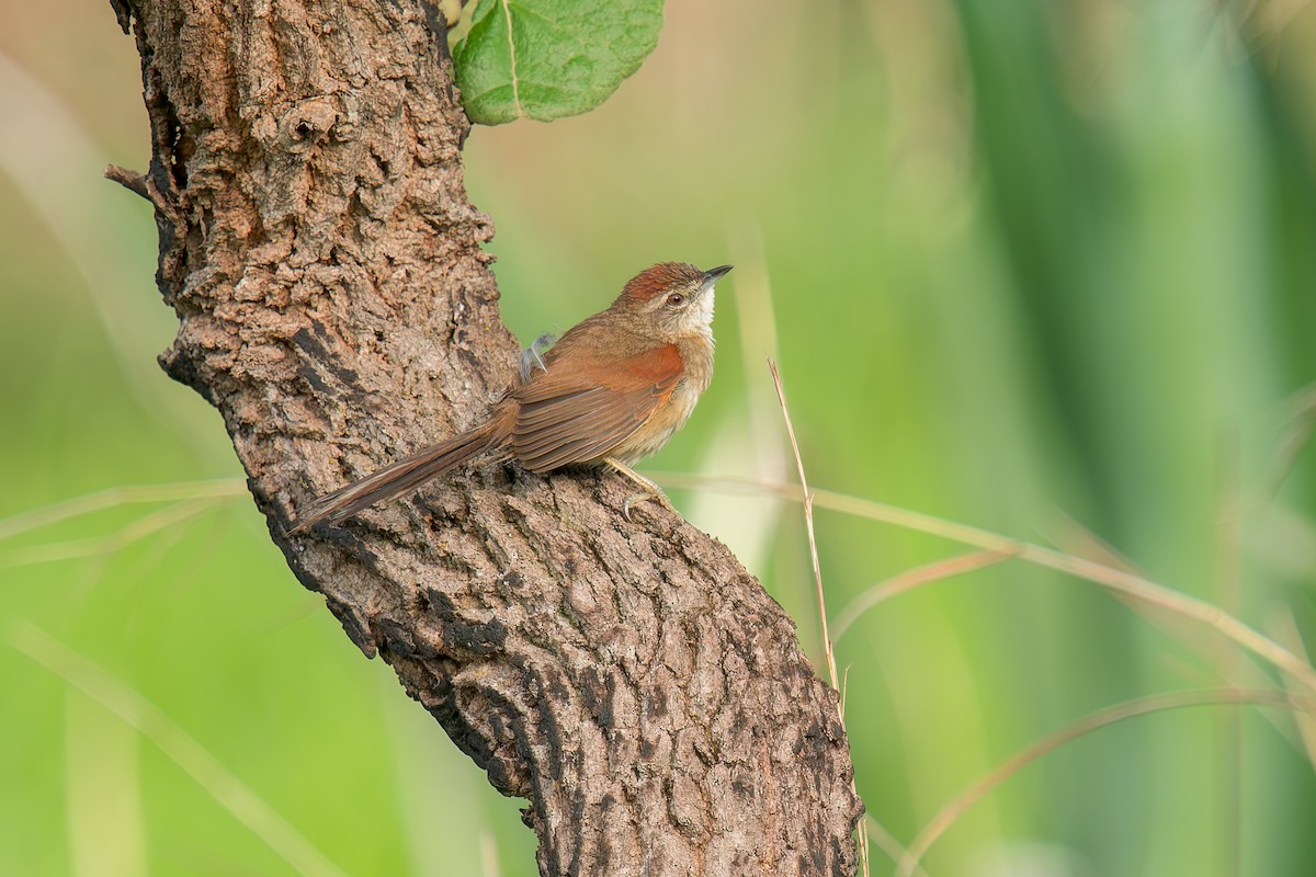 Pale-breasted Spinetail - ML646669922
