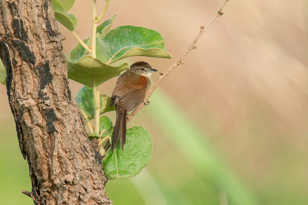 Pale-breasted Spinetail - ML646669923