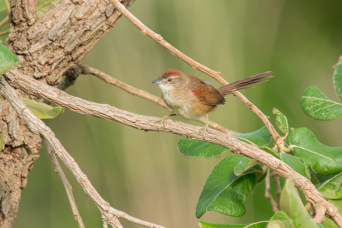 Pale-breasted Spinetail - ML646669924