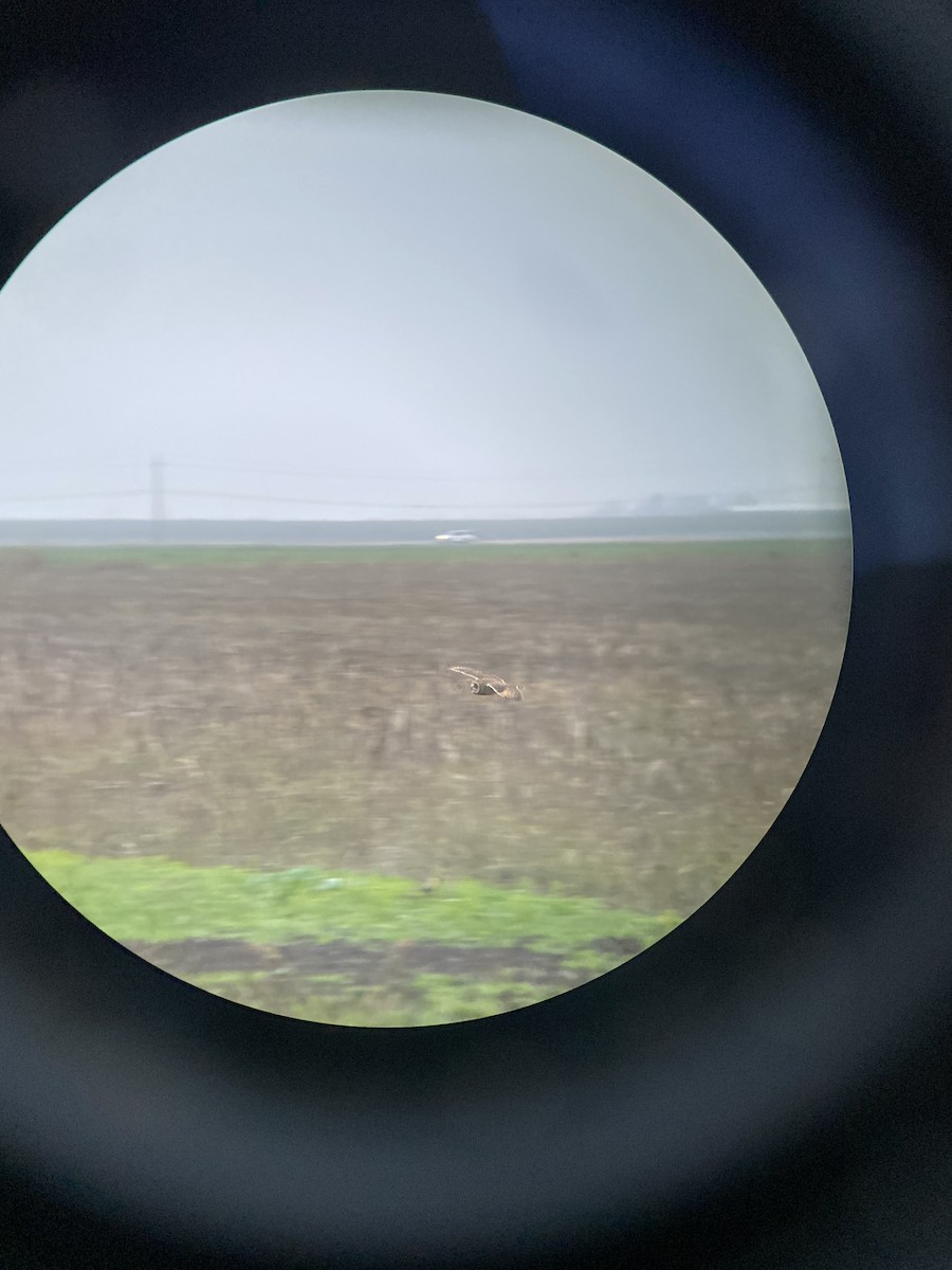 Zingira-hontza - ML646669925