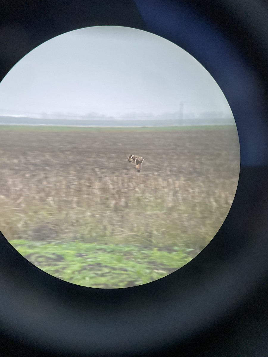 Zingira-hontza - ML646669926