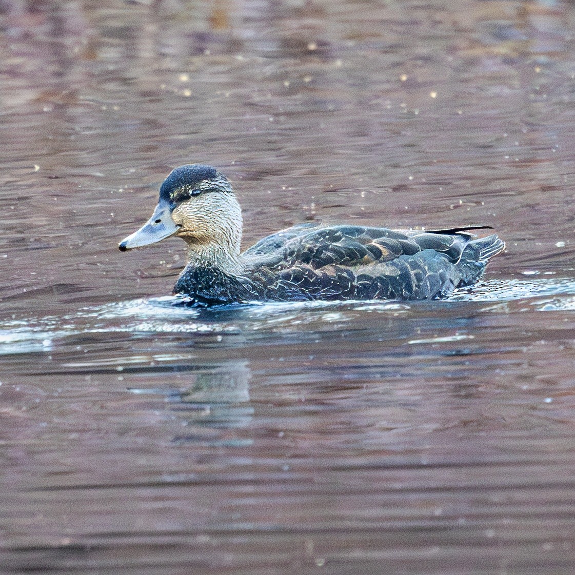 アメリカガモ - ML646669927
