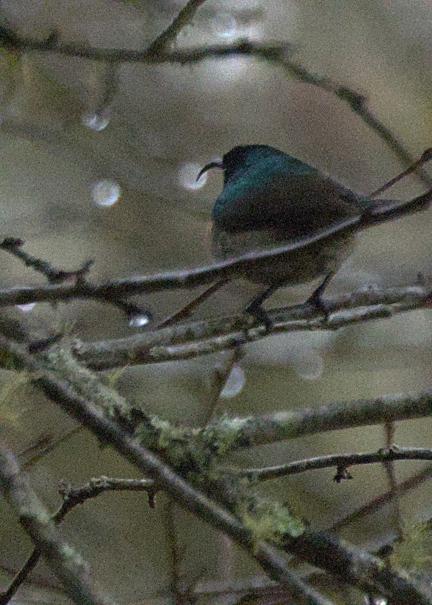 Southern Double-collared Sunbird - ML646669928