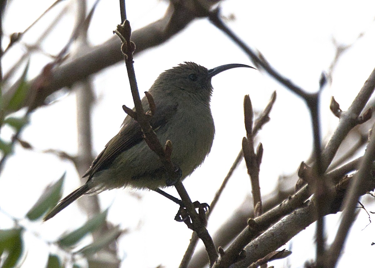 Southern Double-collared Sunbird - ML646669929