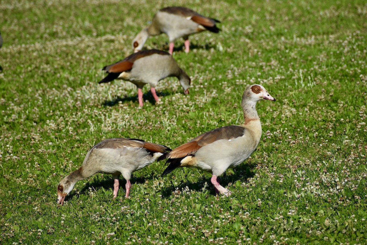 Egyptian Goose - ML646669934