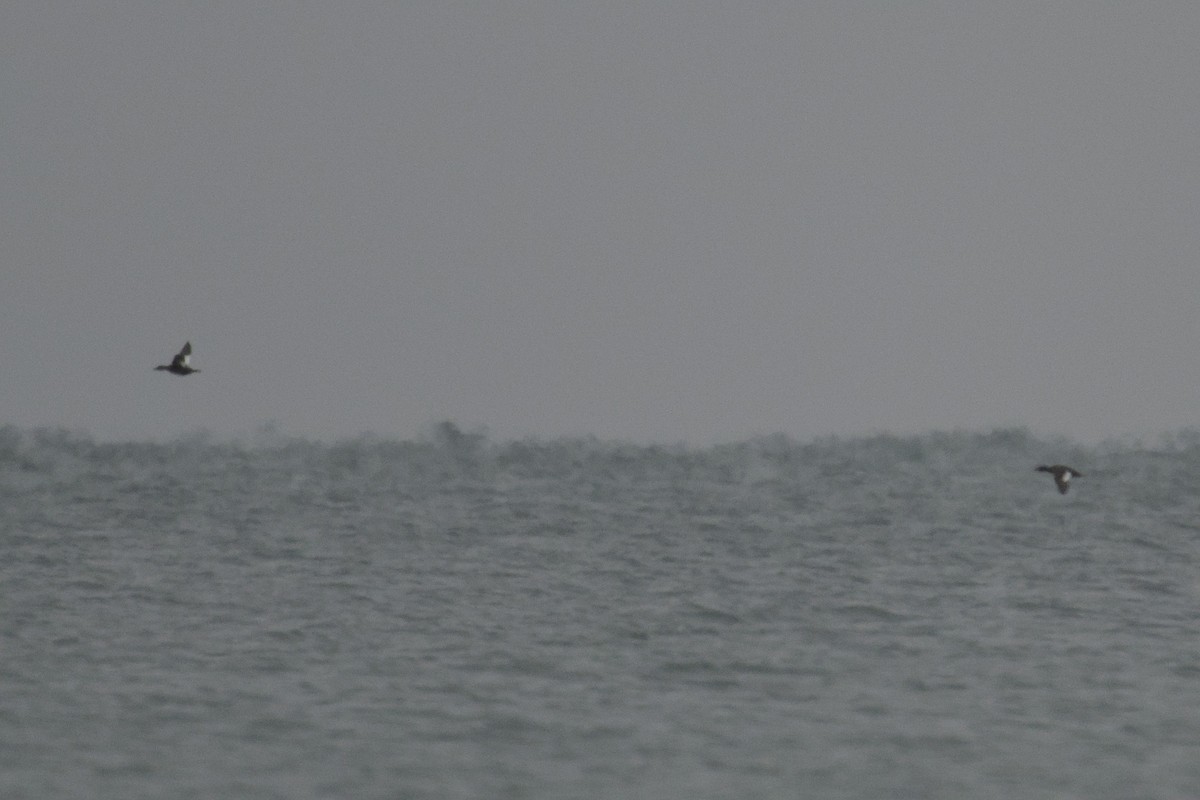 アメリカビロードキンクロ - ML646669940