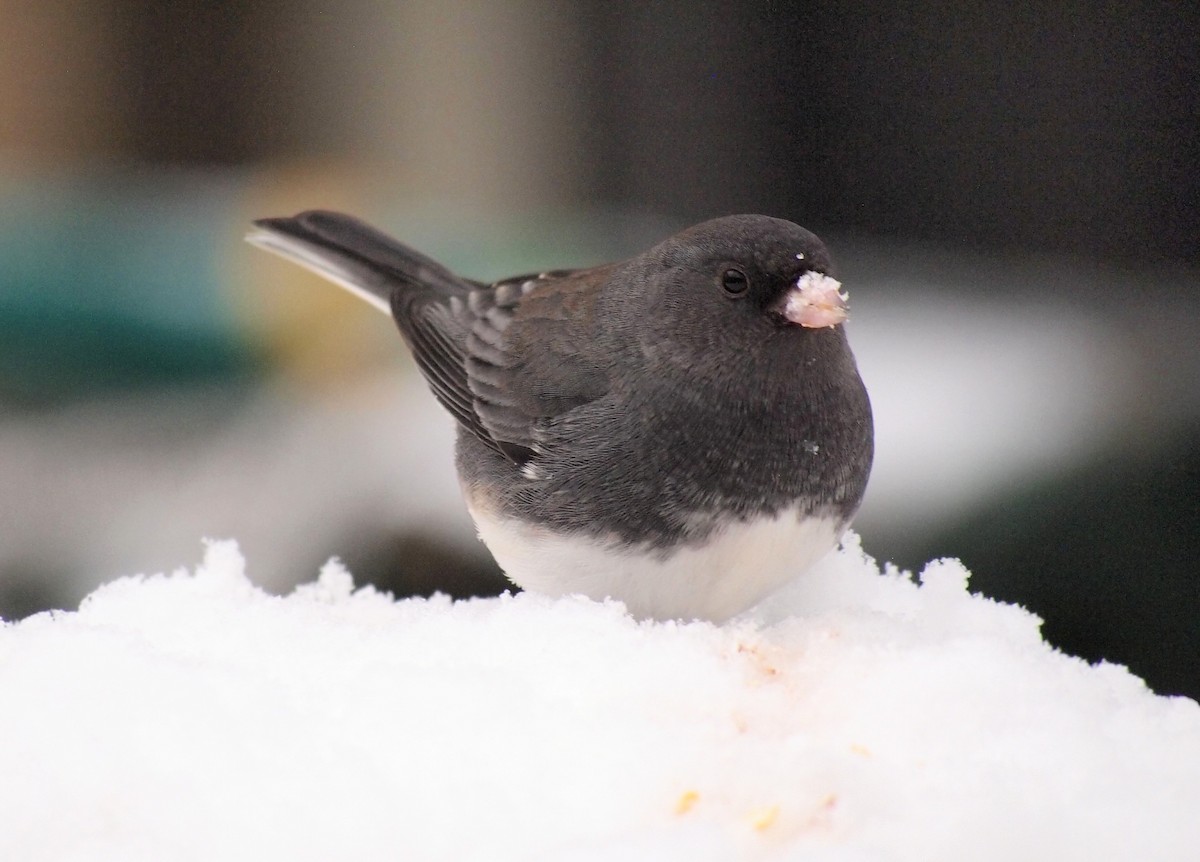 Dark-eyed Junco - ML646669941