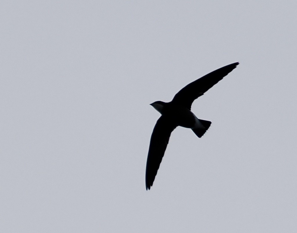 Колючохвіст білогорлий - ML646669954