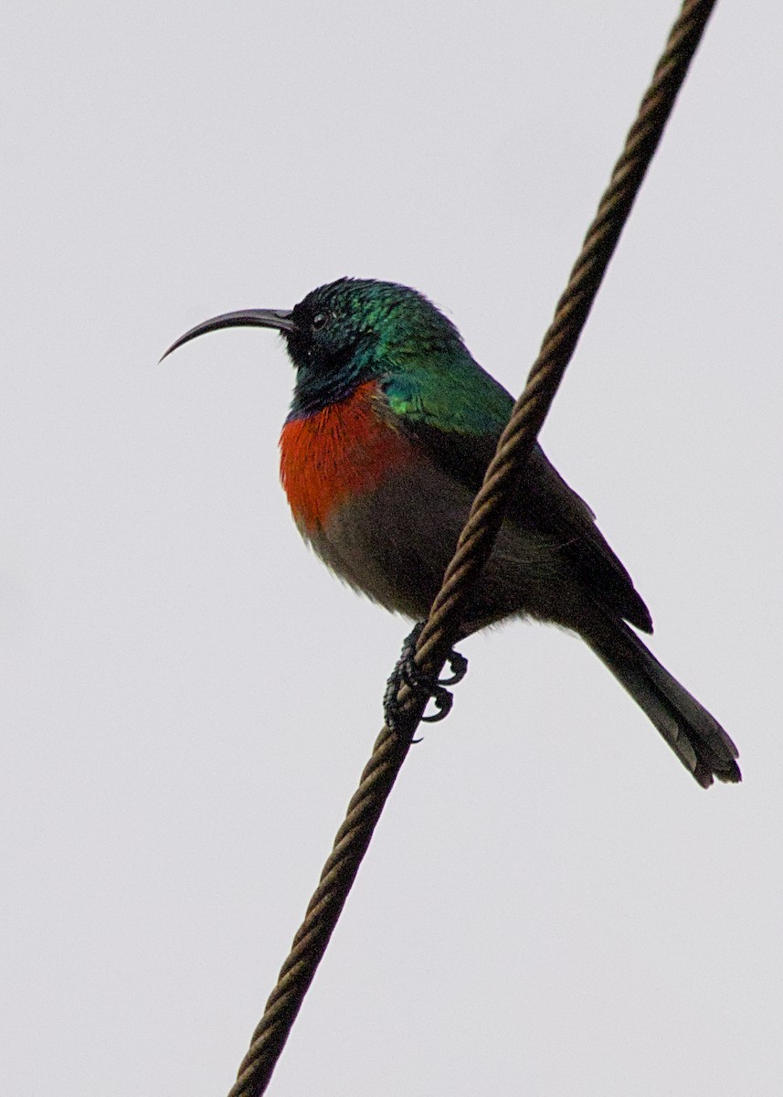 bredbeltesolfugl - ML646669958