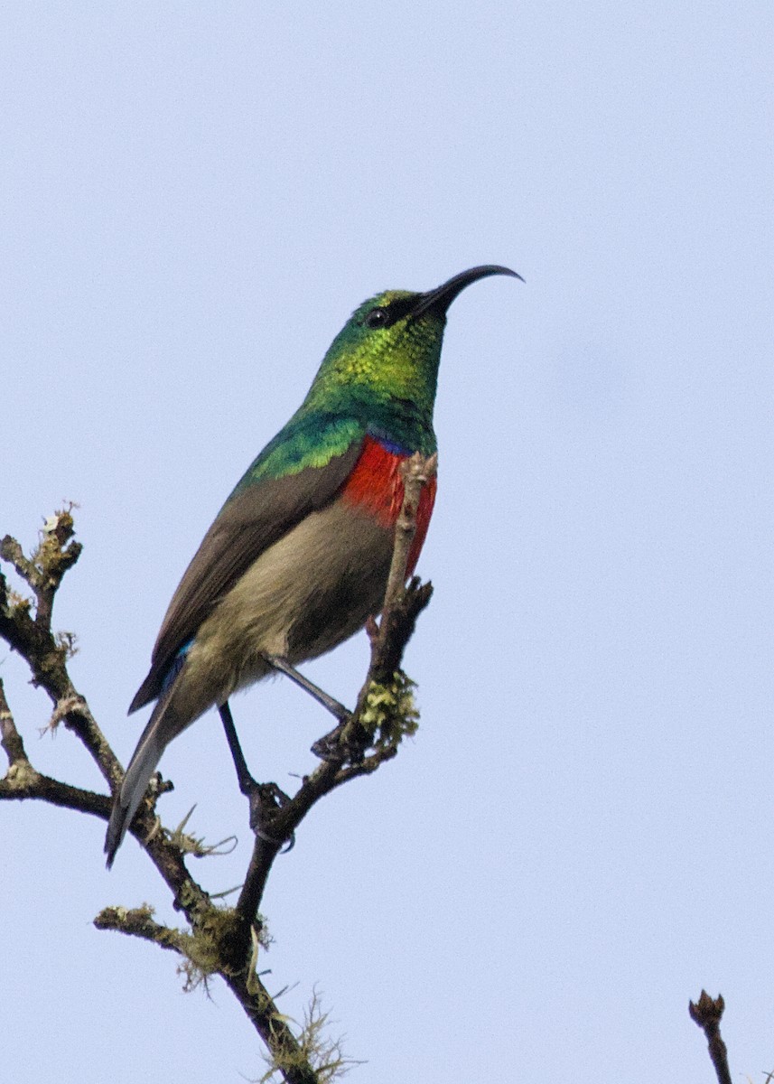 bredbeltesolfugl - ML646669959