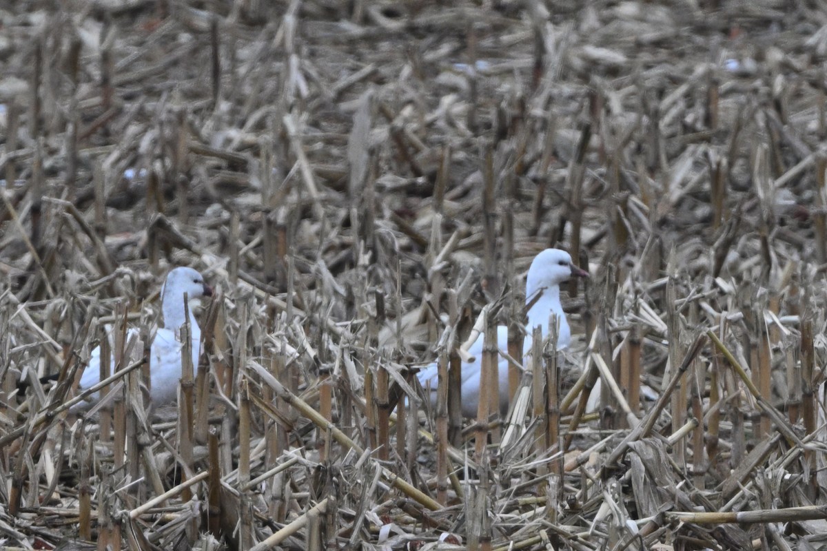 Oie de Ross - ML646669961