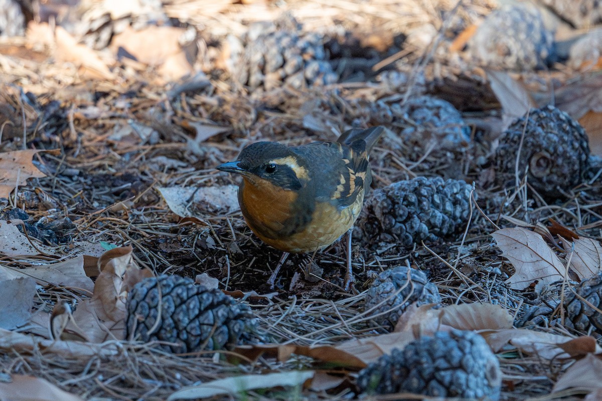 Varied Thrush - ML646669962