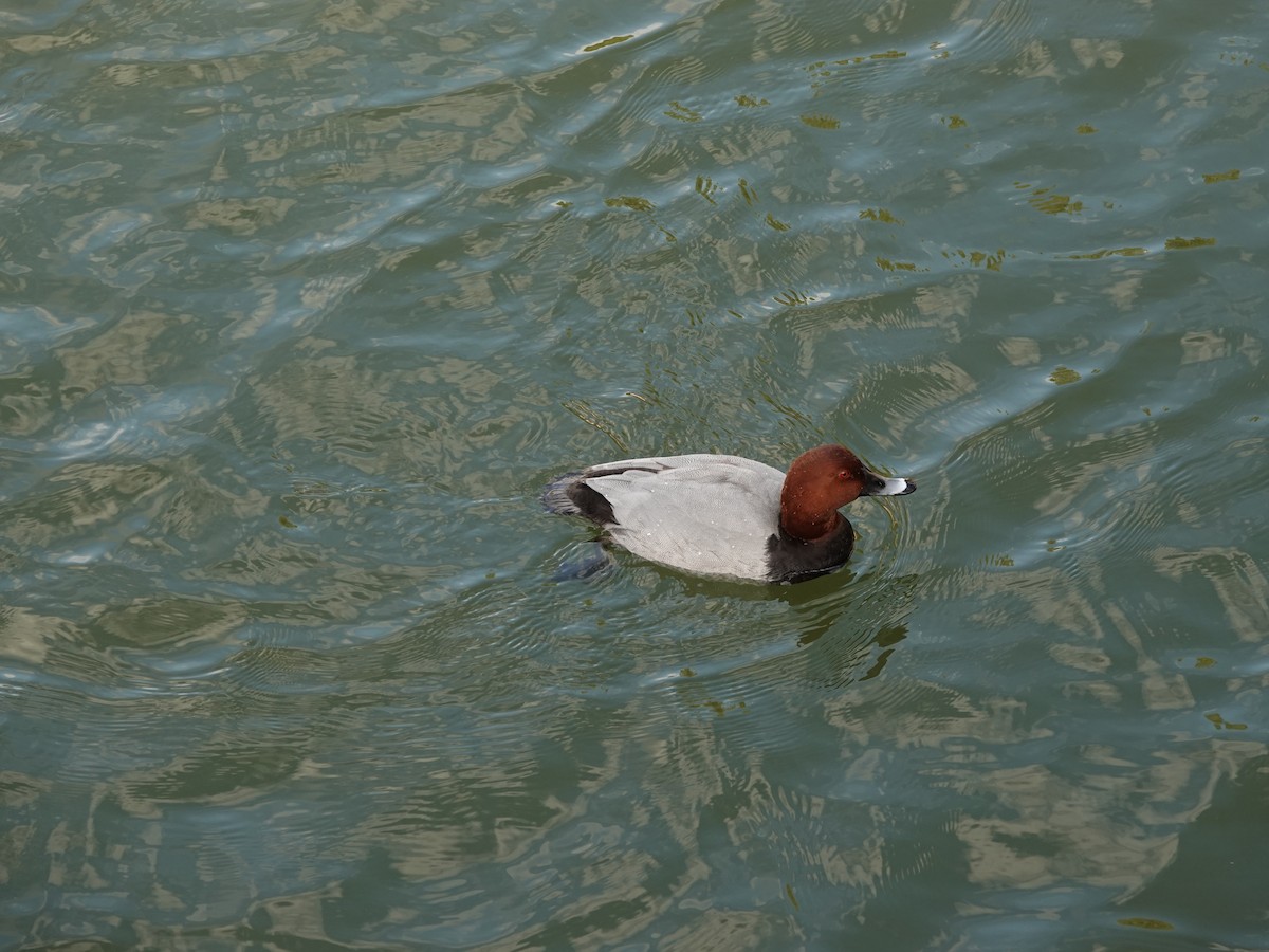 Common Pochard - ML646669963