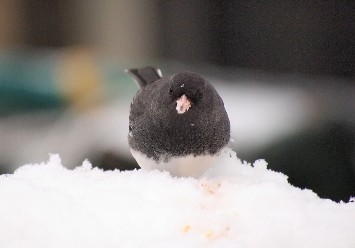 Dark-eyed Junco - ML646669964
