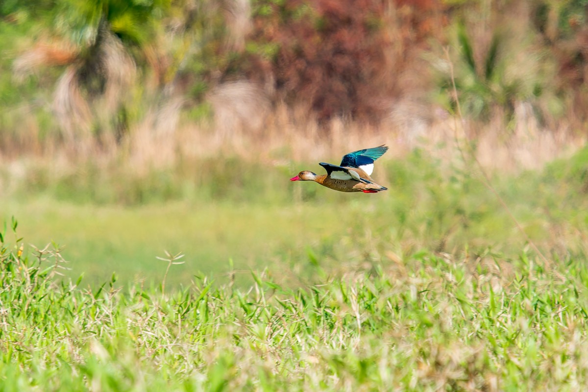 Brazilian Teal - ML646669967