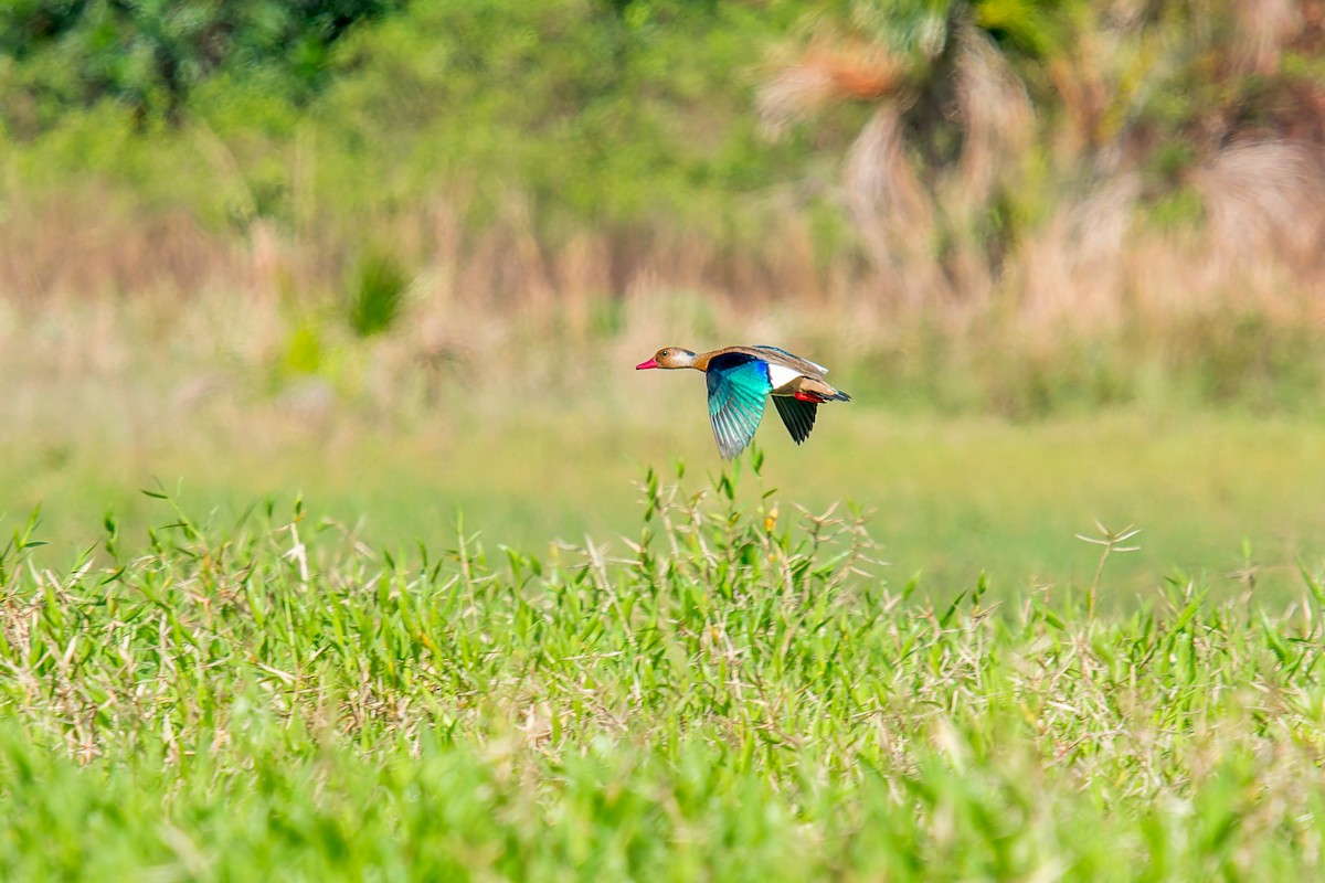 Brazilian Teal - ML646669968