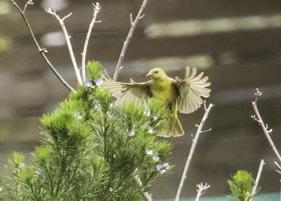 Cape Weaver - ML646669971