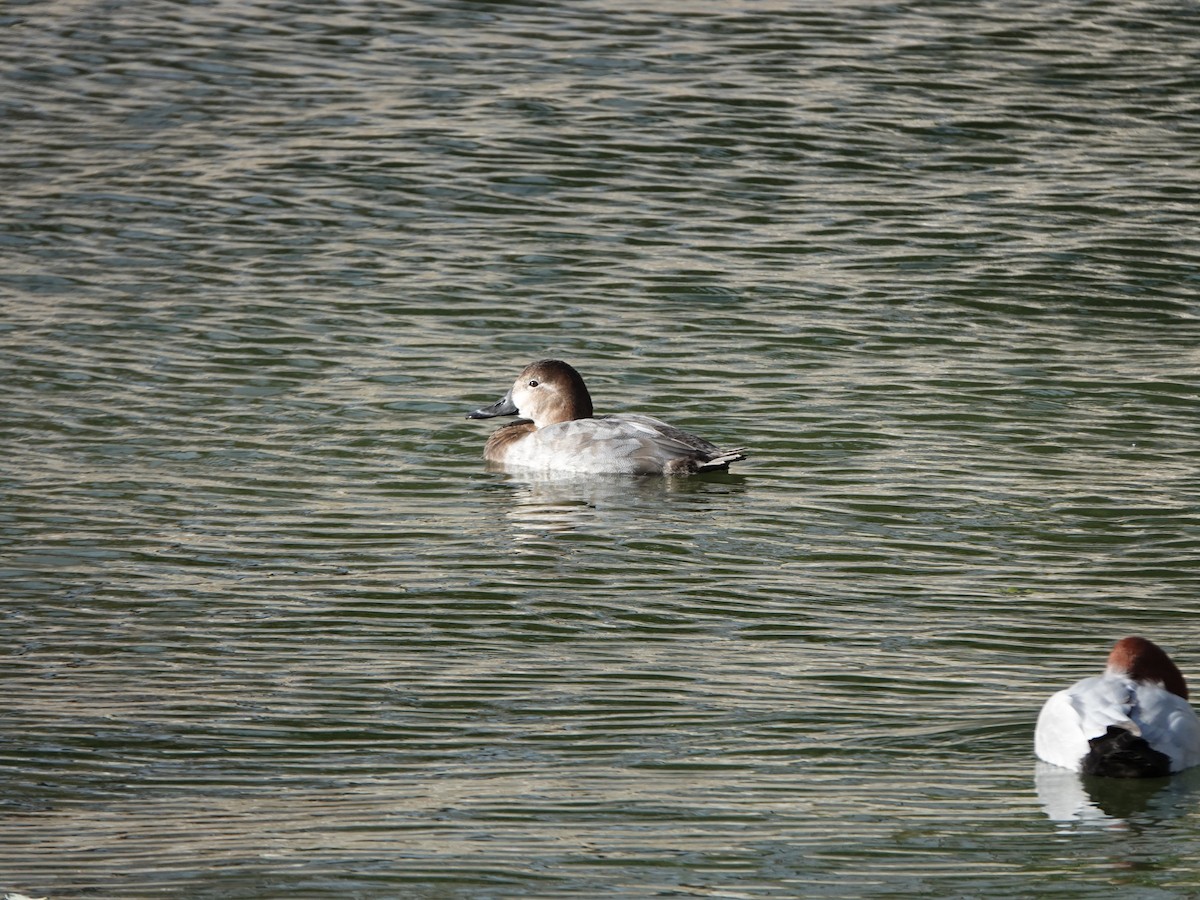 Common Pochard - ML646669974