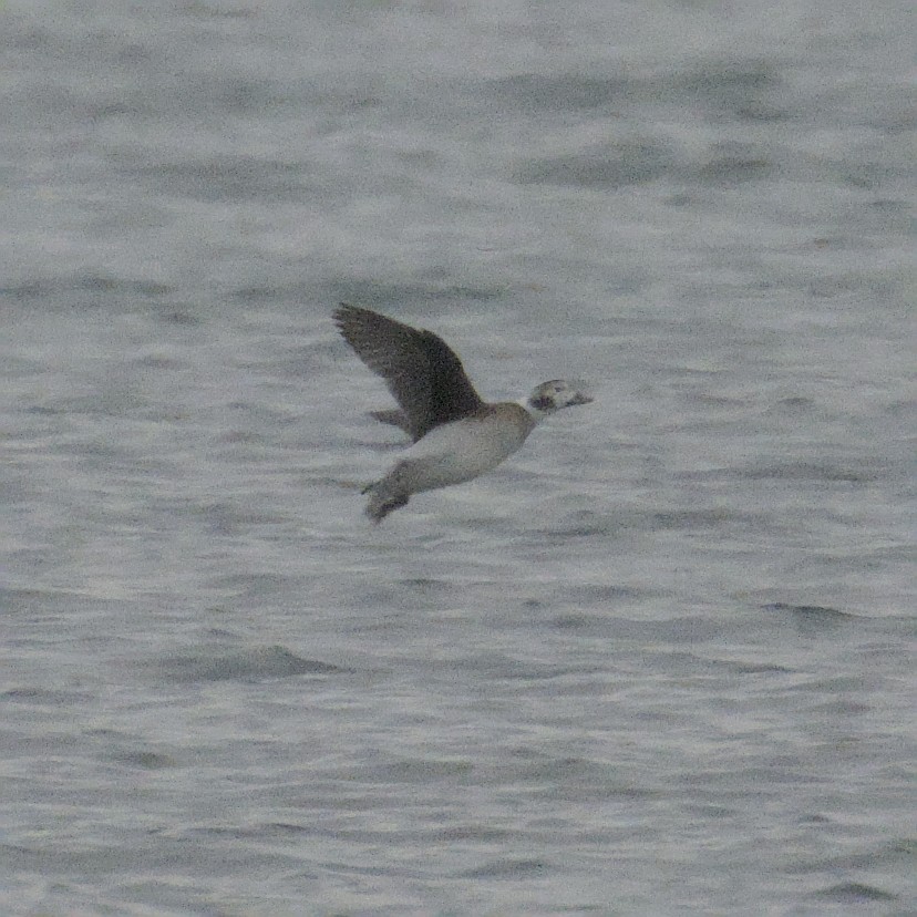 コオリガモ - ML646669975