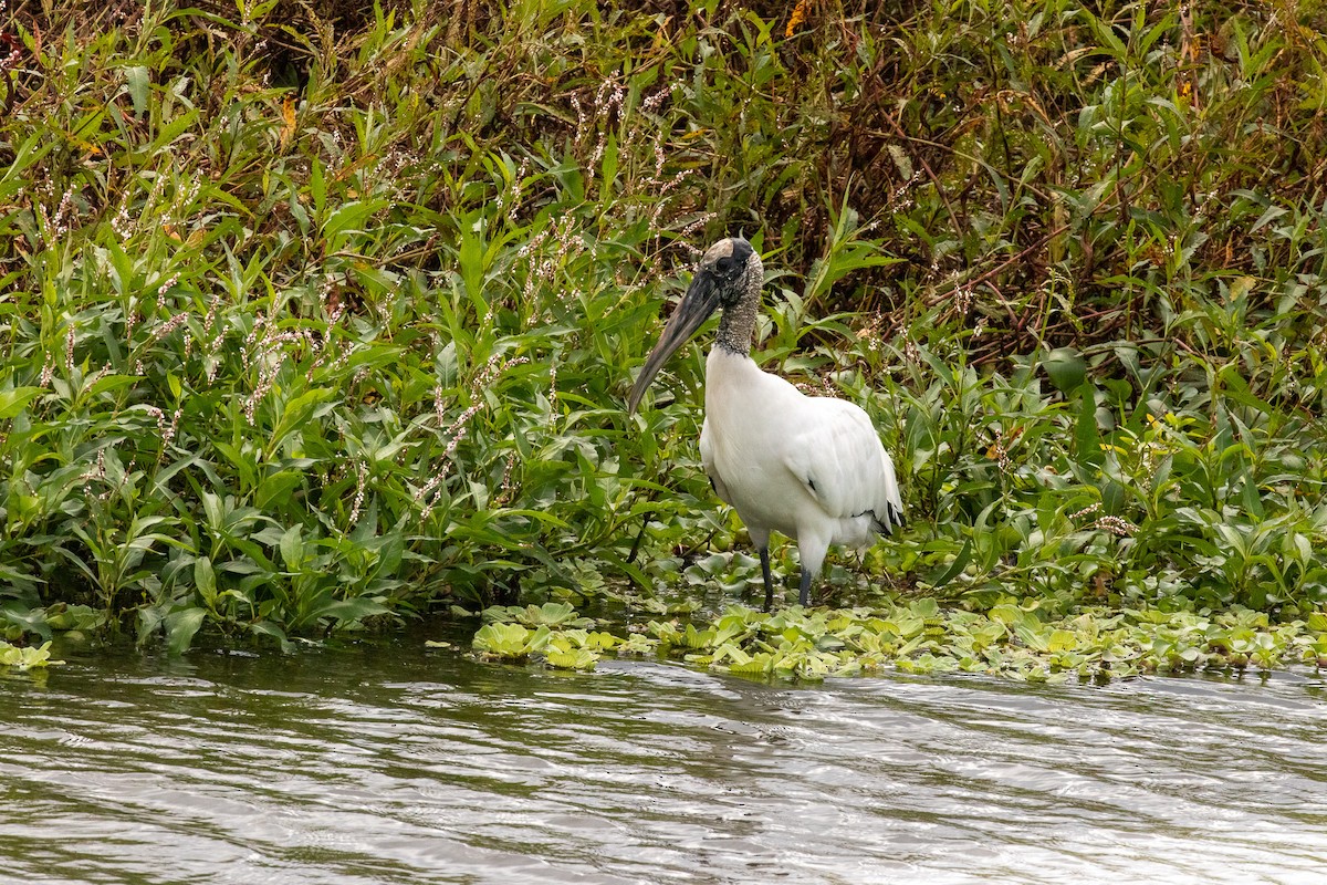 Wood Stork - ML646669976