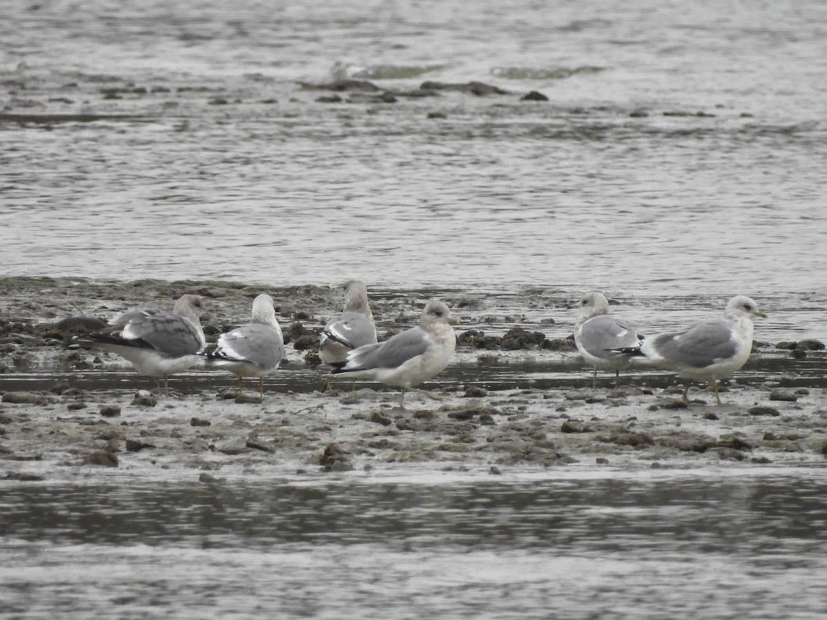Short-billed Gull - ML646669980