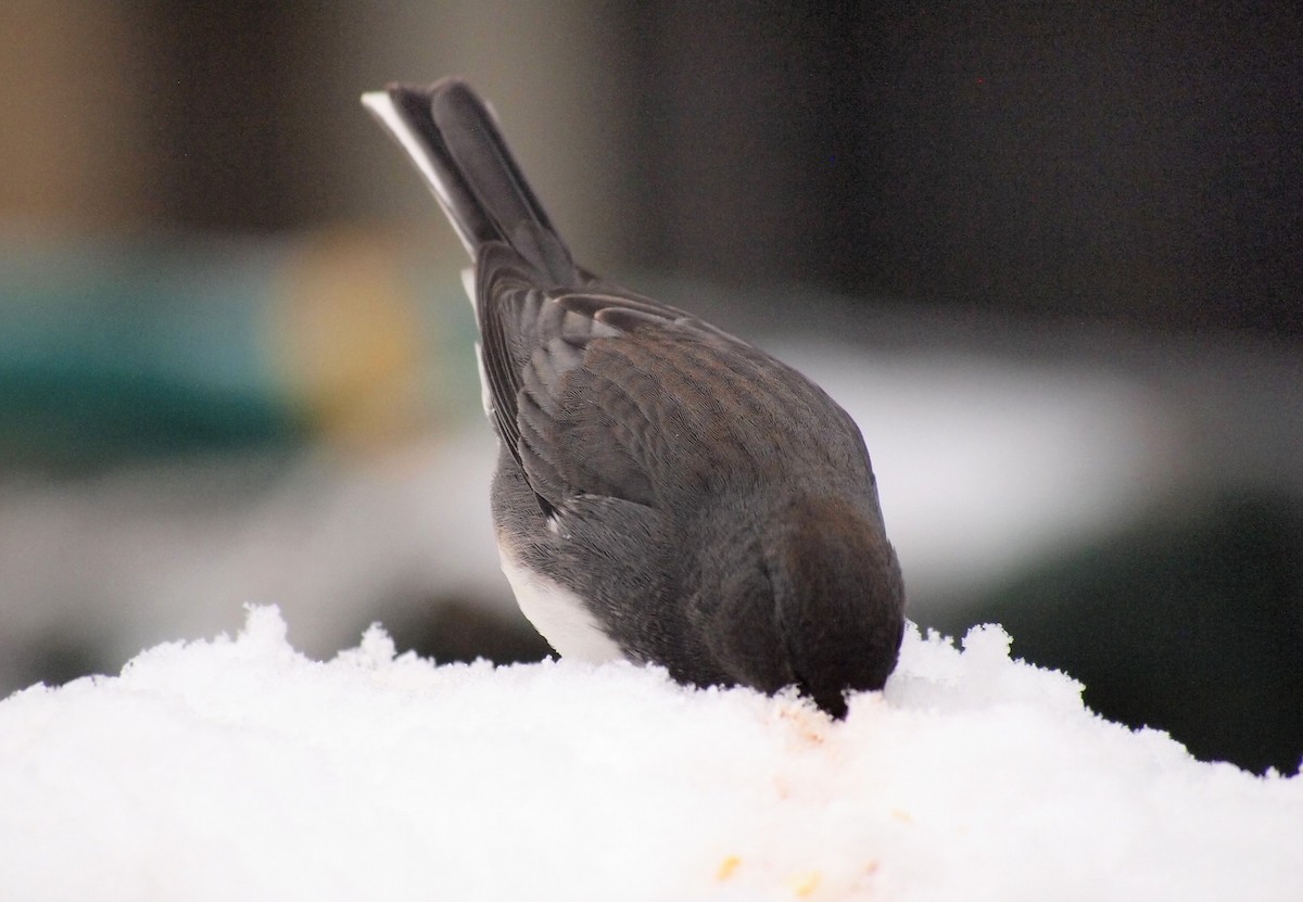 Dark-eyed Junco - ML646669983
