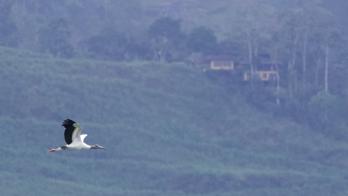 Wood Stork - ML646669985