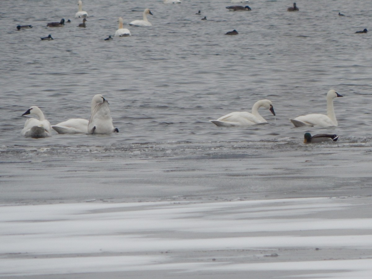 Cisne Chico - ML646669986