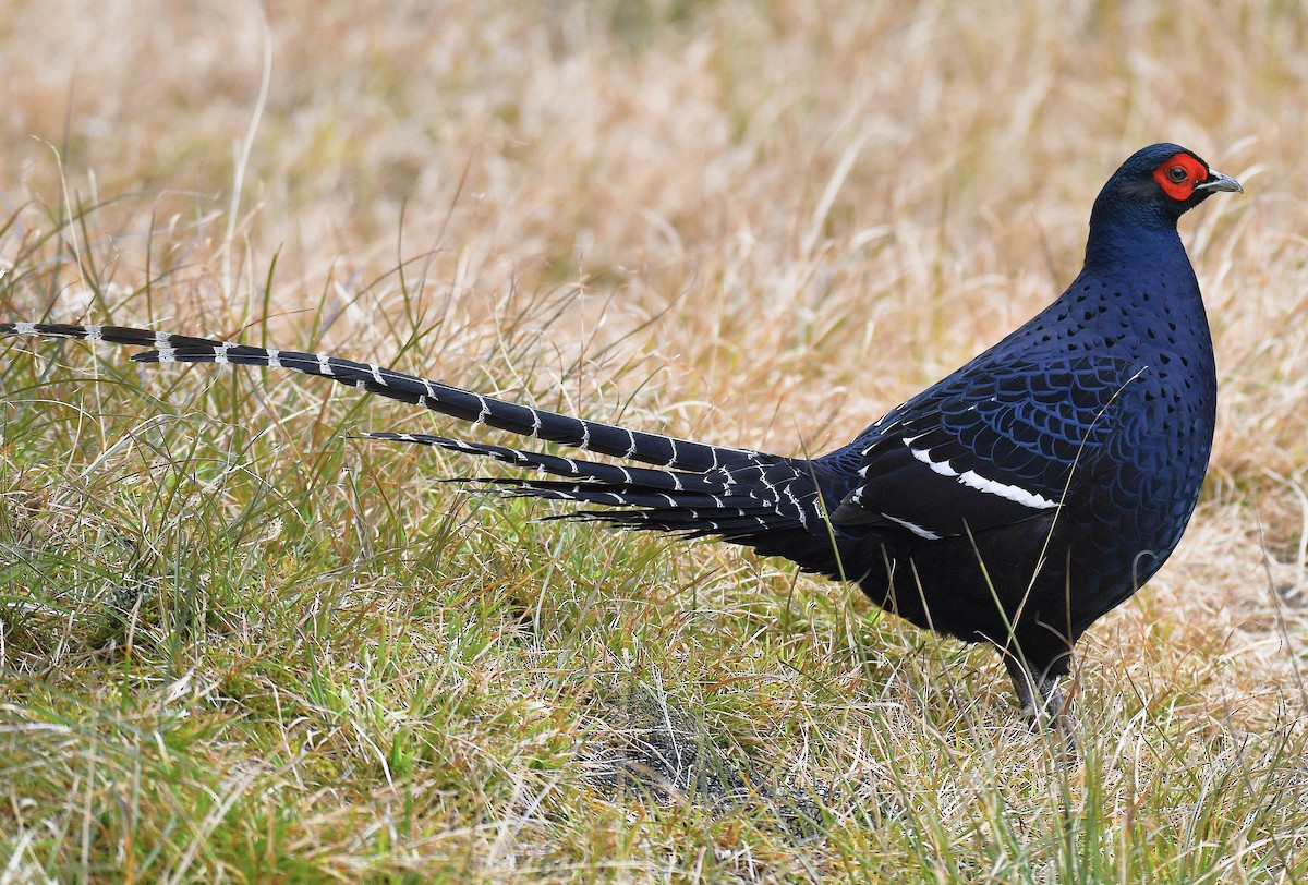 Mikado Pheasant - ML646669987