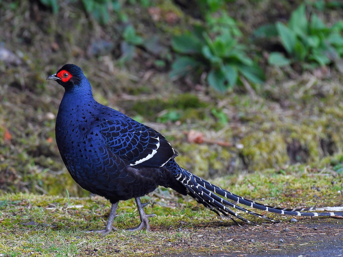 Mikado Pheasant - ML646669988